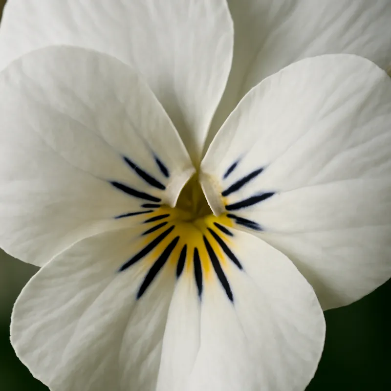 Veilchen - Weiss - Bild 2