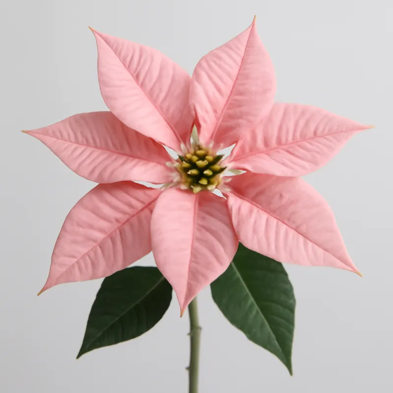 Weihnachtsstern - rosa