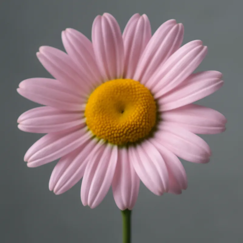 Wiesenmargerite - rosa