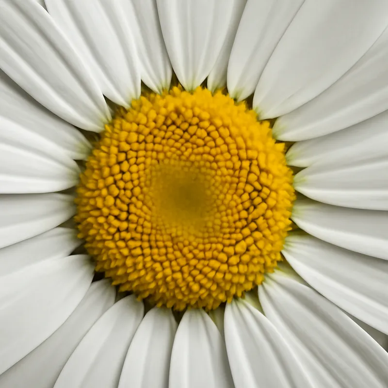 Wiesenmargerite - weiss - Bild 2